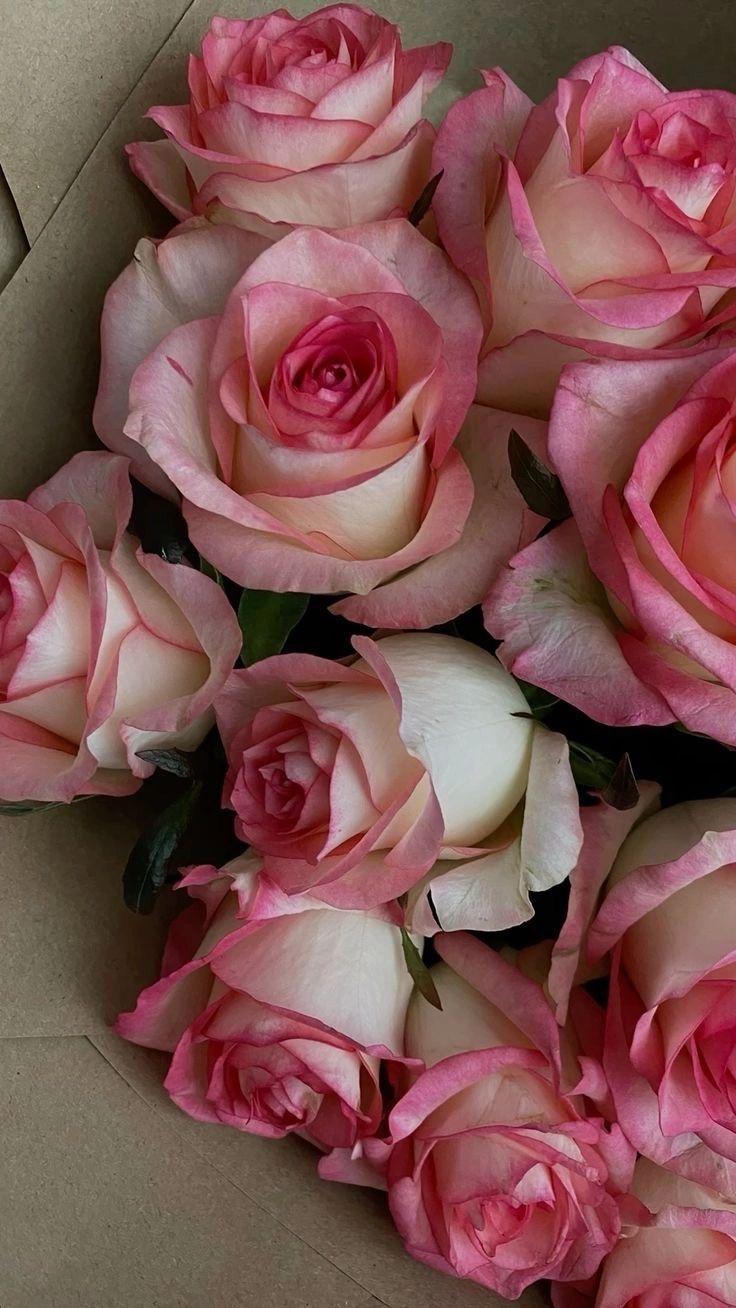 Sunset Serenade: Vibrant Petals Embrace